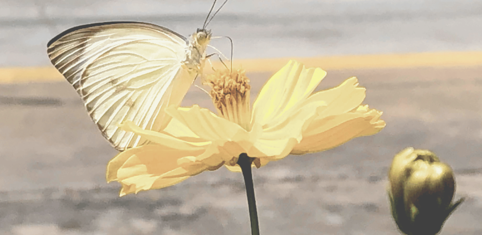 butterfly freedom